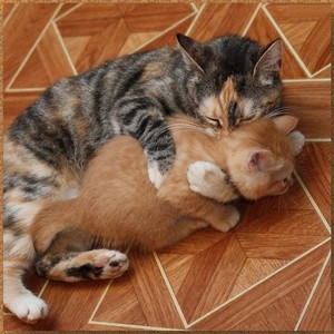  Affectionate Kitties