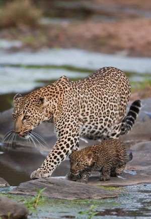  A Leopard And Her Cub