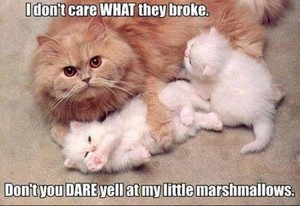 Don't you DARE touch my little marshmallows! D:<