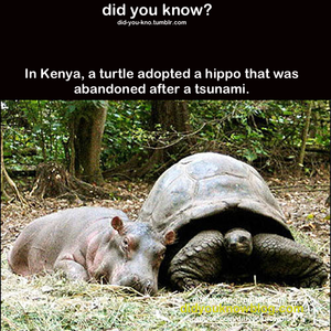 Did You Know?      