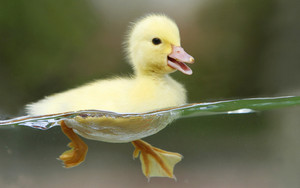 Cute Ducky