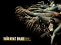 the-walking-dead - The Walking Dead wallpaper