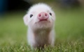                                                                                                  - pigs photo
