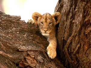 Cub in the tree