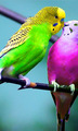 Cute parrots - animals photo