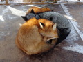 Foxes              - animals photo