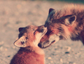 Foxes              - animals photo