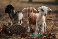 Goats                - animals photo