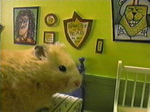  Harvey The Wonder hamster