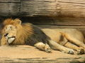 Lion sleeping @ the zoo - lions photo