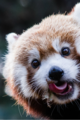 Red Panda                  - animals photo