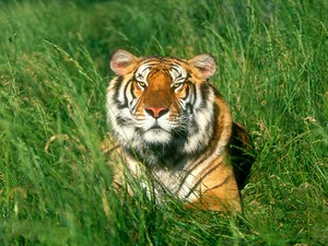  Siberian Tiger
