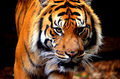 Tiger                  - animals photo