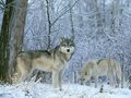 wolves - Wolves          wallpaper