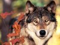 wolves - Woves         wallpaper