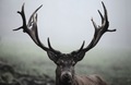 Deer                    - animals photo