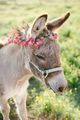 Donkey         - animals photo