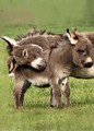 Donkeys        - animals photo