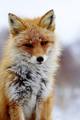Fox                       - animals photo