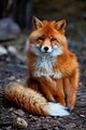 Fox                   - animals photo