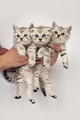 Kittens                   - cats photo