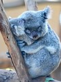 Koalas          - animals photo