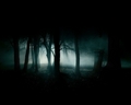 Night Forest - mother-nature photo