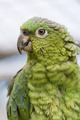 Parrot                  - animals photo