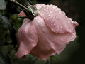 Pink rose  - flowers fan art