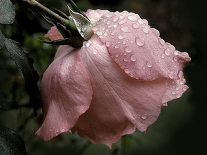  merah jambu rose