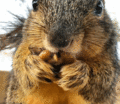 Squirrel               - animals photo