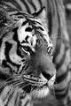 Tiger           - animals photo