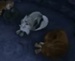 lilly and garth sleeping together - alpha-and-omega-2-a-howl-iday-adventure icon