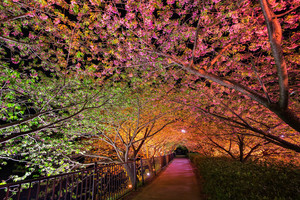  springtime in 일본