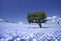 springtime in japan - beautiful-pictures photo