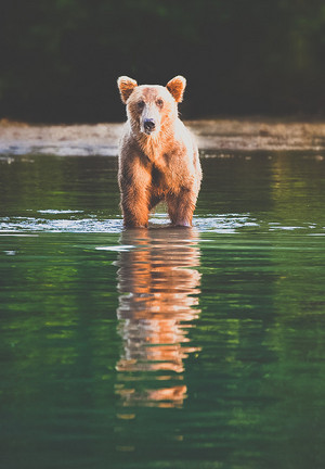  beruang