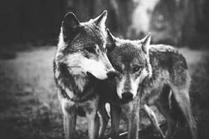  Cute lobos