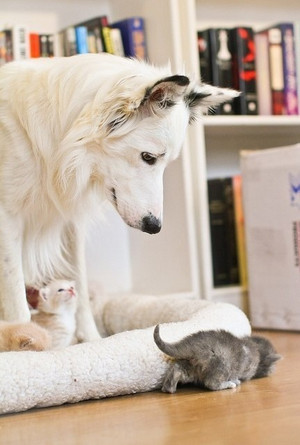 Dog and Kittens