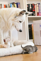 Dog and Kittens      - dogs photo