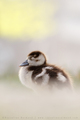 Duckling       - animals photo