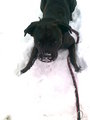 He loves Snow  - dogs photo