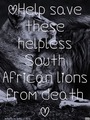 Help lions from death - lions photo