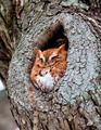 Owl                  - animals photo