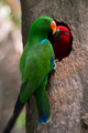 Parrots     - animals photo