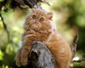 cats - Persian Kitten wallpaper