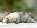 cats - Persian Kittens wallpaper