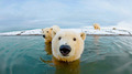 Polar Bear    - animals photo