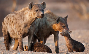  Spotted Hyenas