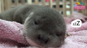 baby otters