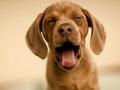 cute puppy yawn - puppies photo